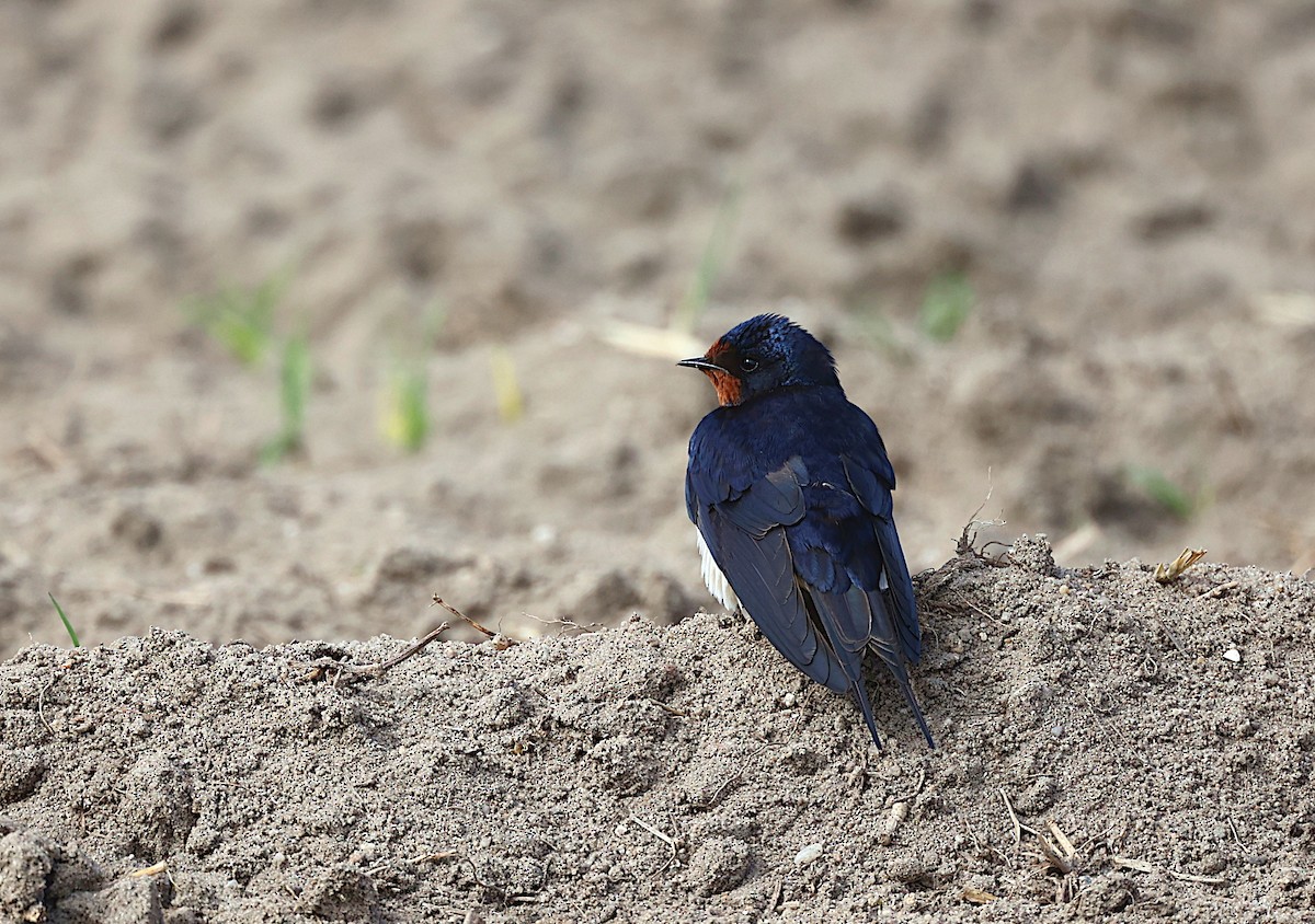 Barn Swallow - ML556908521