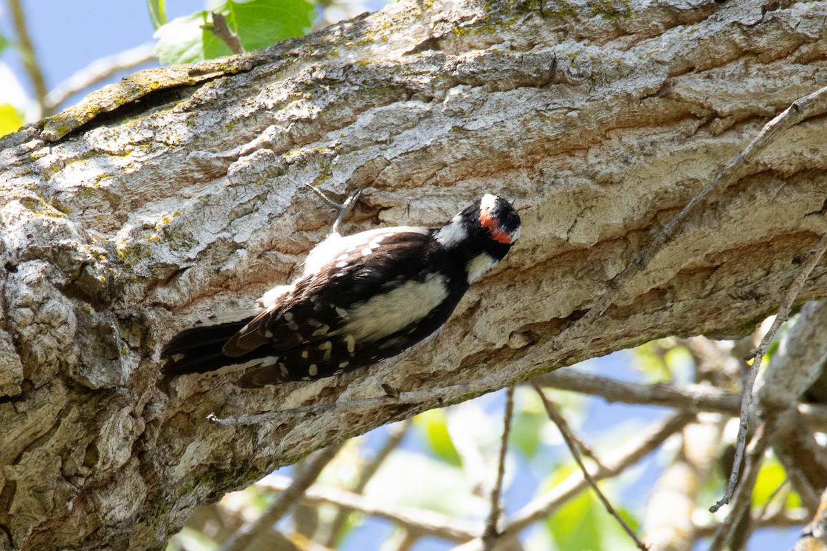 Downy Woodpecker - ML556909891