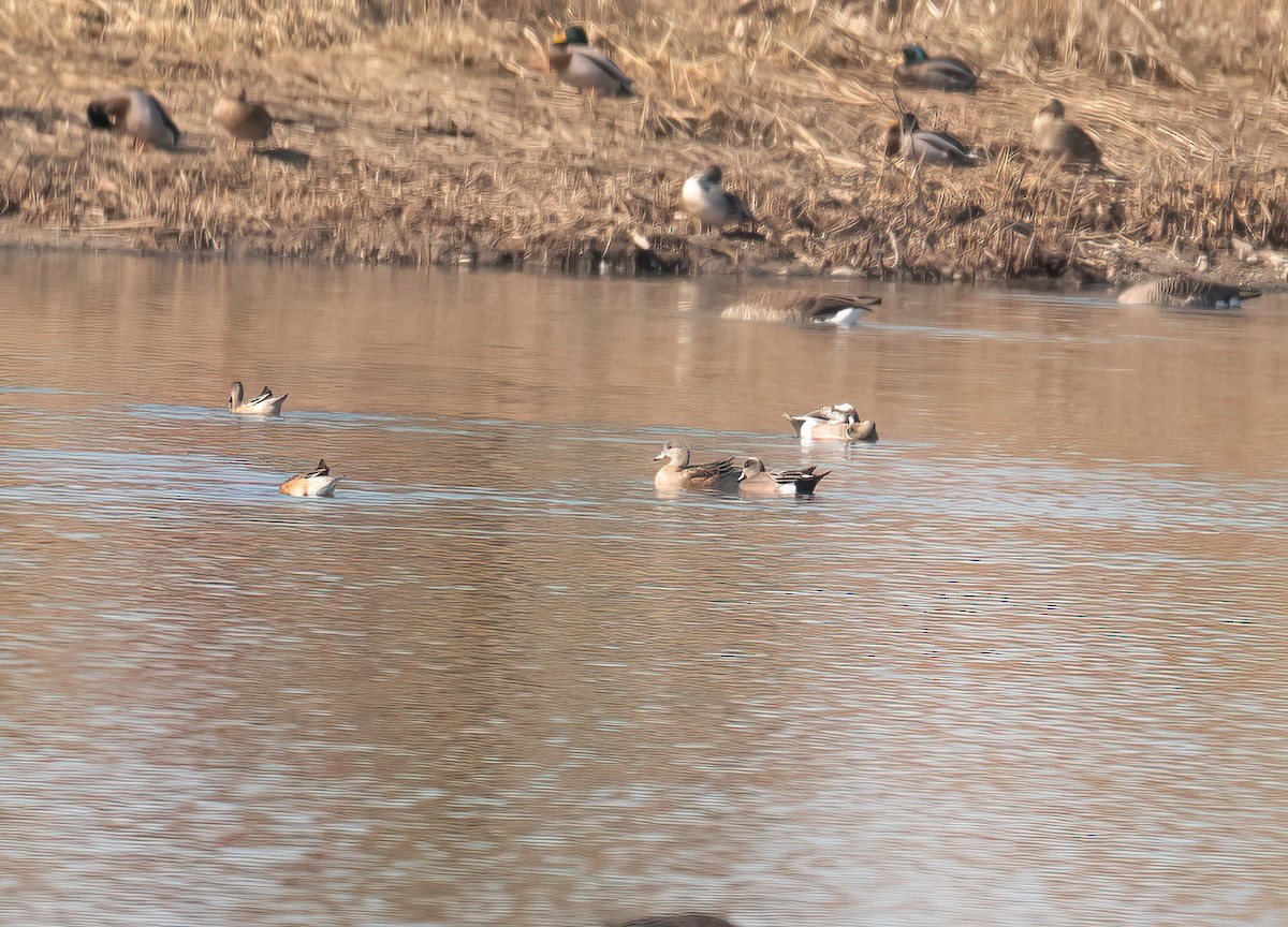 American Wigeon - ML556910811