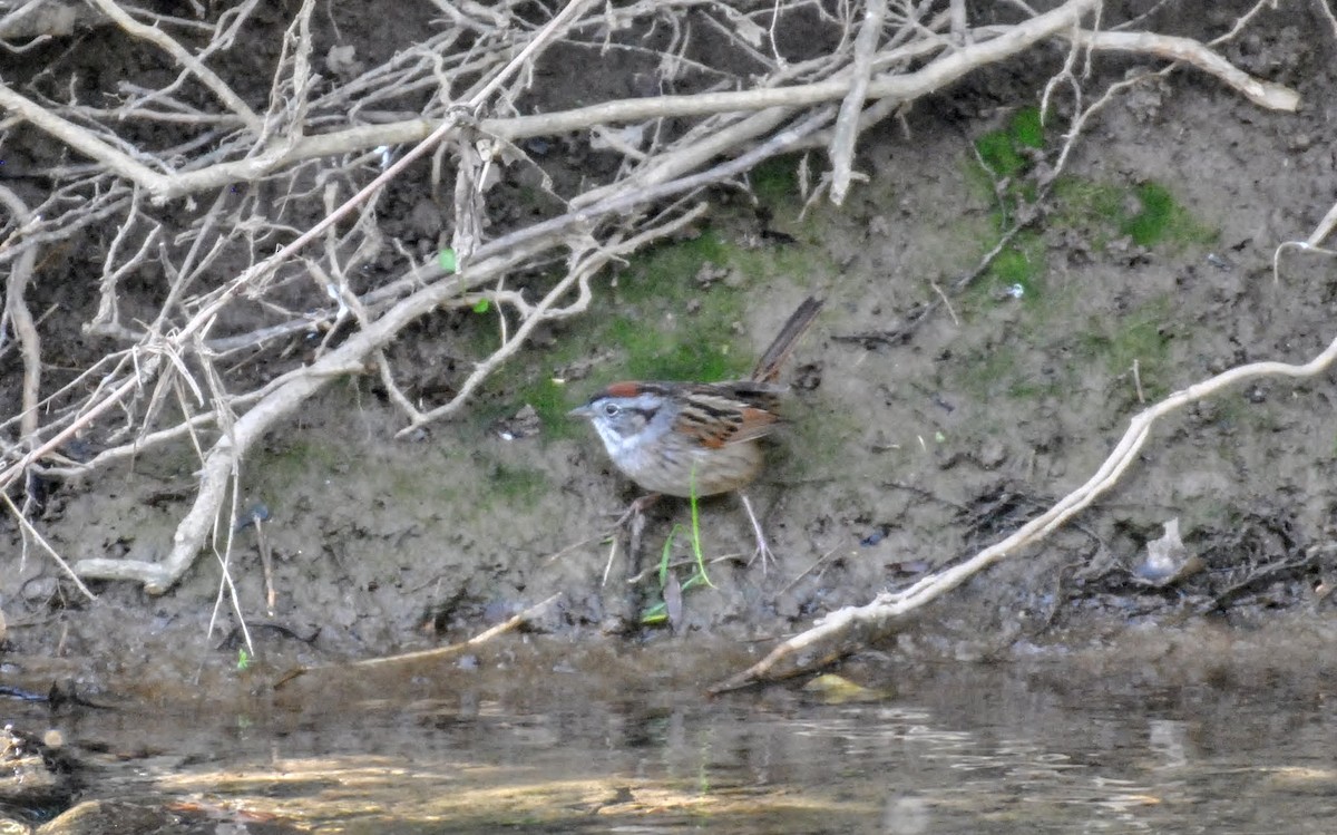 Swamp Sparrow - ML556911641