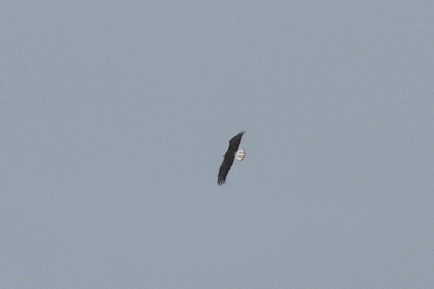 Bald Eagle - ML556913351