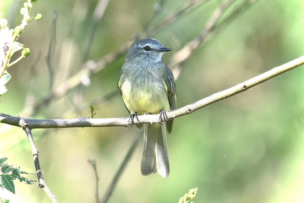 Greenish Elaenia (West Mexico) - ML556913721