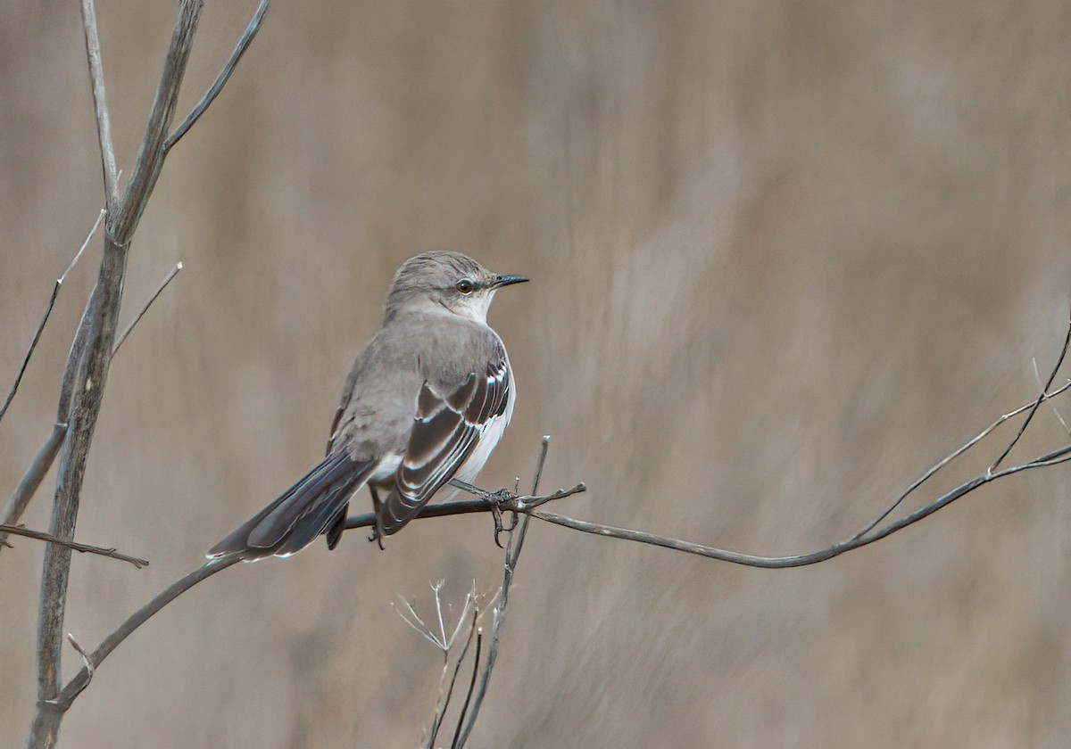 Northern Mockingbird - ML556914541