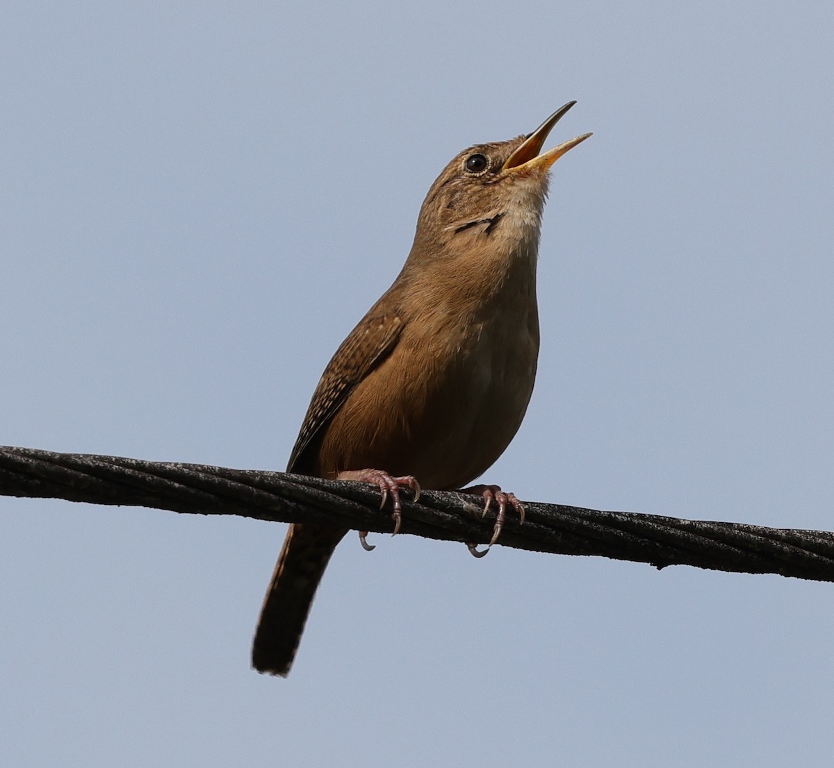 Chochín Criollo - ML556914561