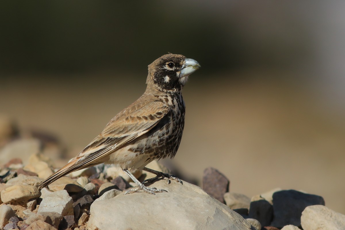 Thick-billed Lark - Amit Goldstein