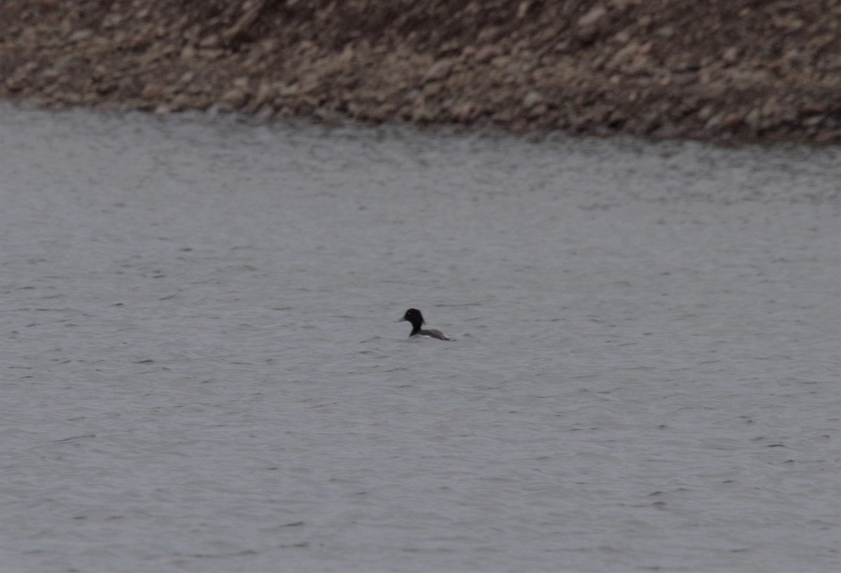 Tufted Duck - ML556915871