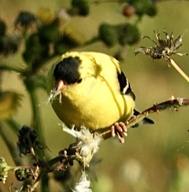 American Goldfinch - ML556916181