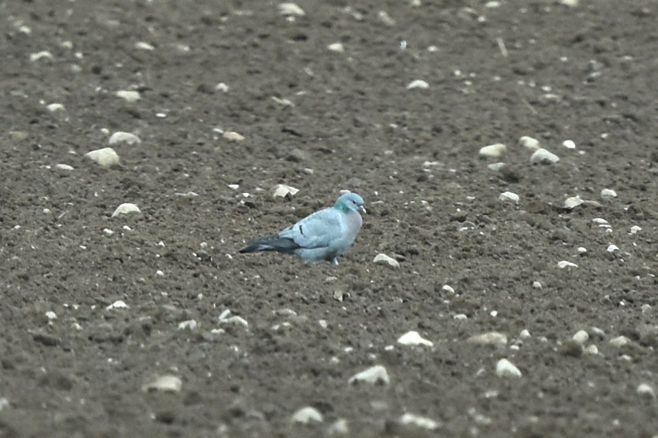 Stock Dove - ML556916431