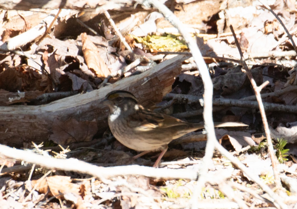 White-throated Sparrow - ML556916651