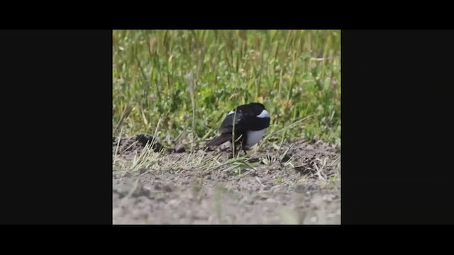 gulnebbskjære - ML556916711