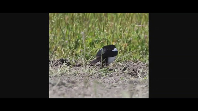 Yellow-billed Magpie - ML556916711