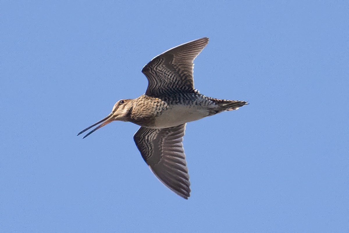 Wilson's Snipe - ML556917691