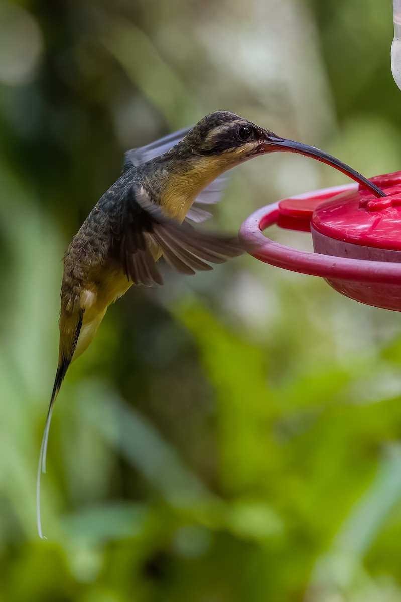 Tawny-bellied Hermit - Lindsey Napton