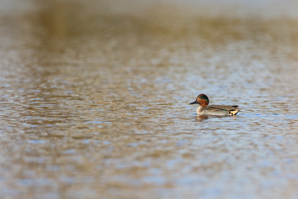 Green-winged Teal - ML556919041