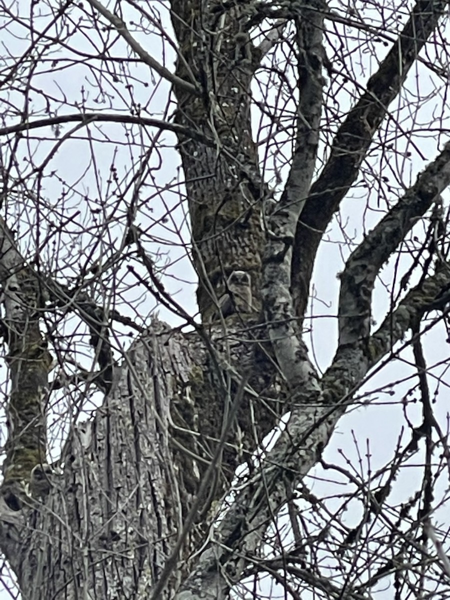 Great Horned Owl - ML556919461