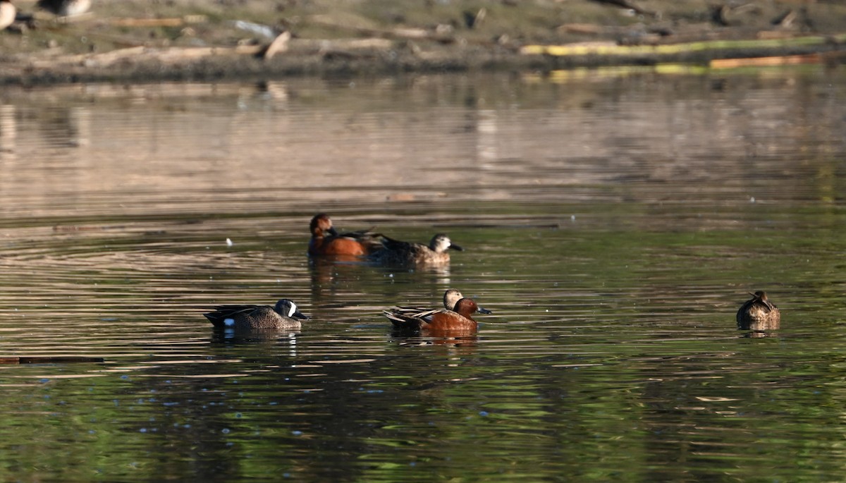 Blue-winged Teal - ML556919611