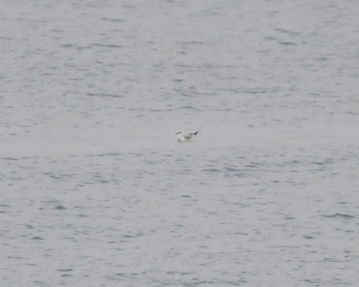 Bonaparte's Gull - ML556920501