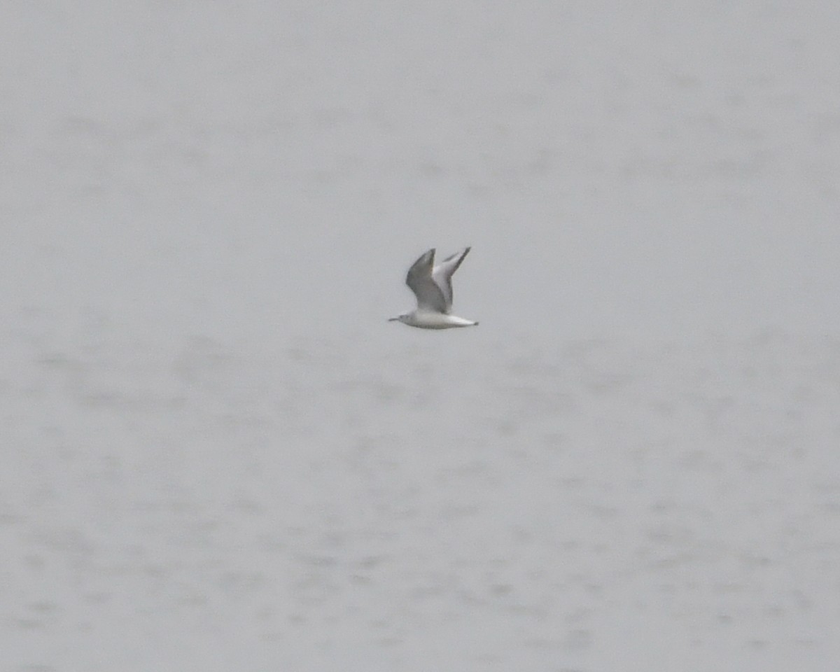 Bonaparte's Gull - Corey Leamy