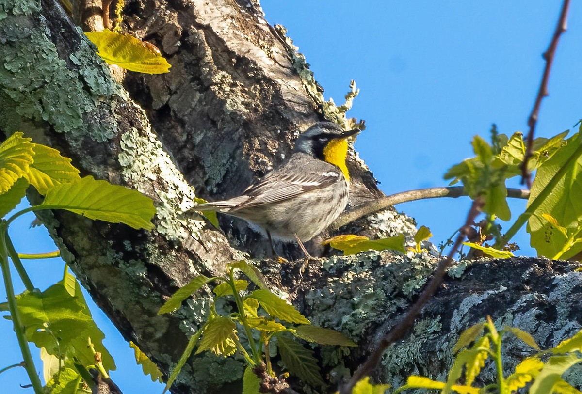 Yellow-throated Warbler - ML556920951