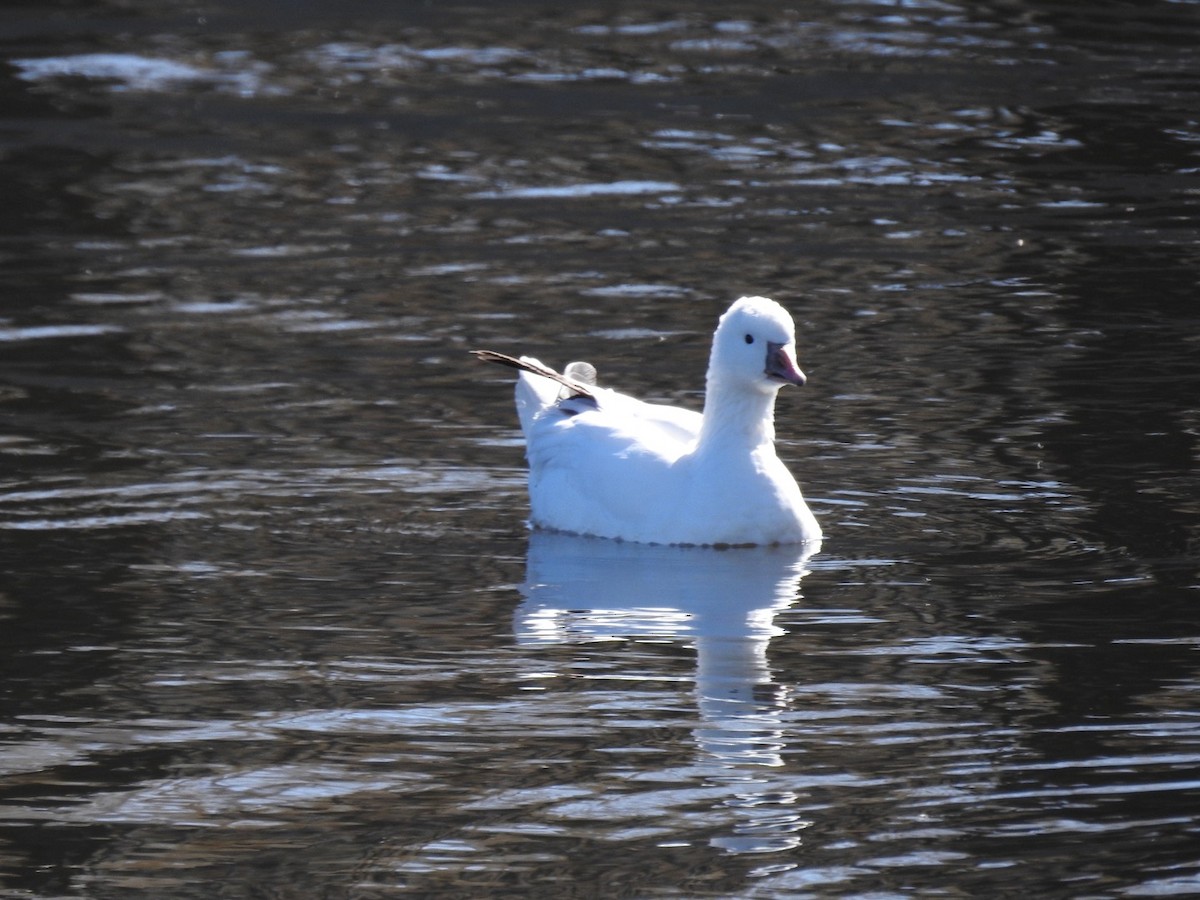 Ross's Goose - ML556921771