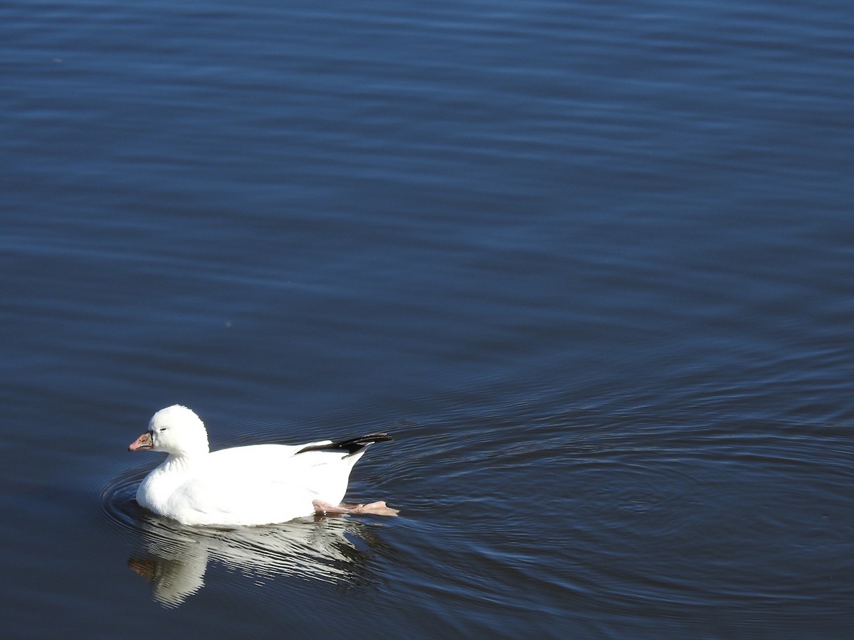 Ross's Goose - ML556921961