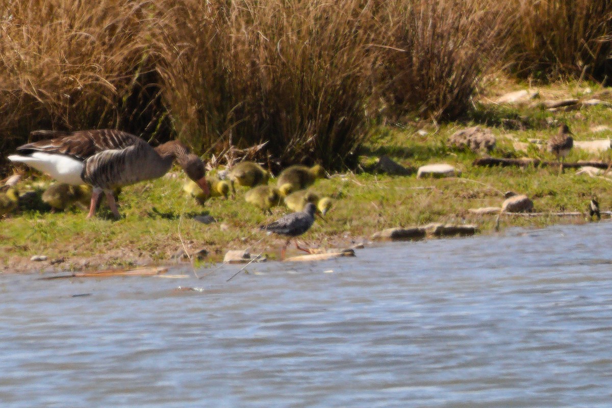 Spotted Redshank - ML556922731