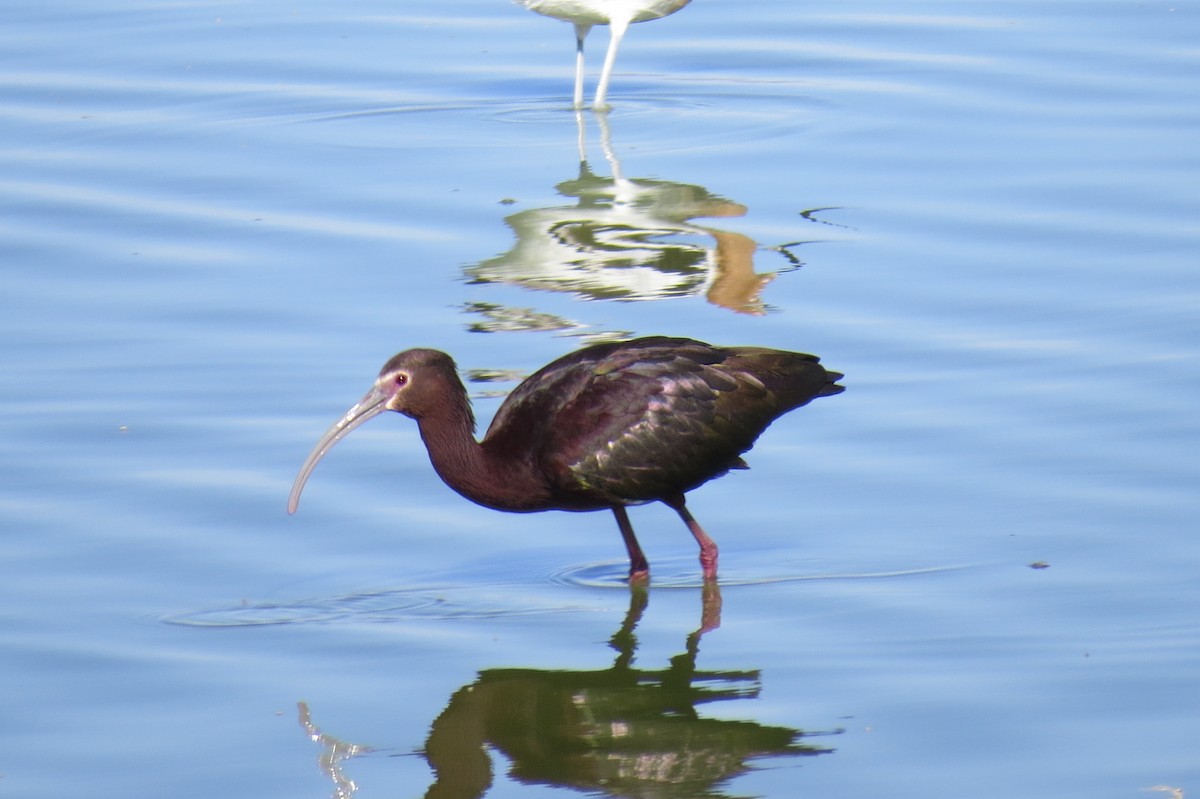 White-faced Ibis - Chip Engelmann