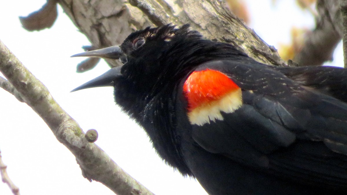 Red-winged Blackbird - ML556924311