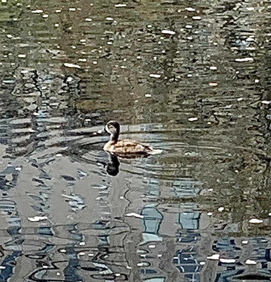 Ring-necked Duck - ML556925781