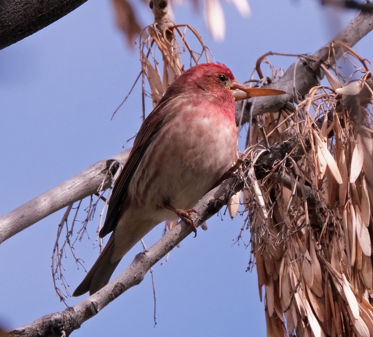 Purple Finch - ML556925981