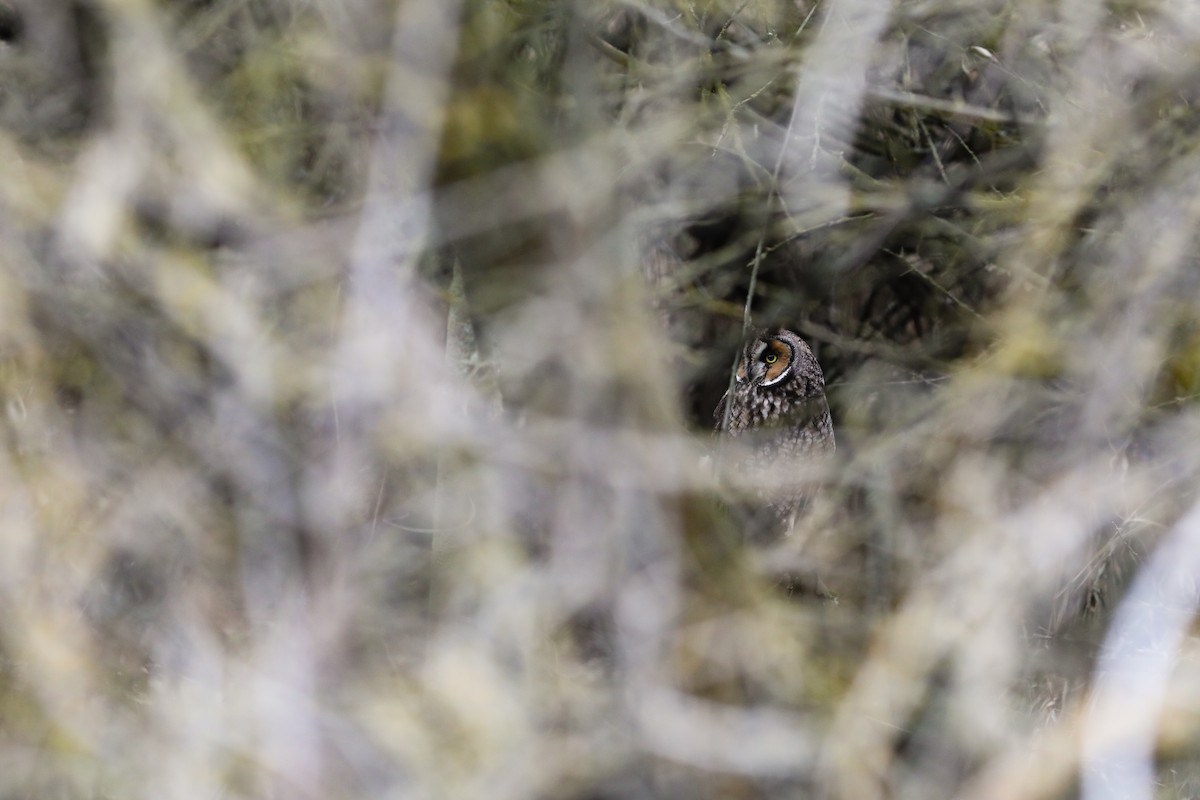 Long-eared Owl - ML556926501