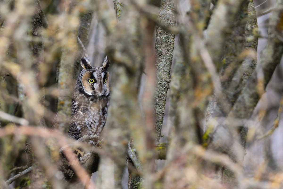 Long-eared Owl - ML556926521