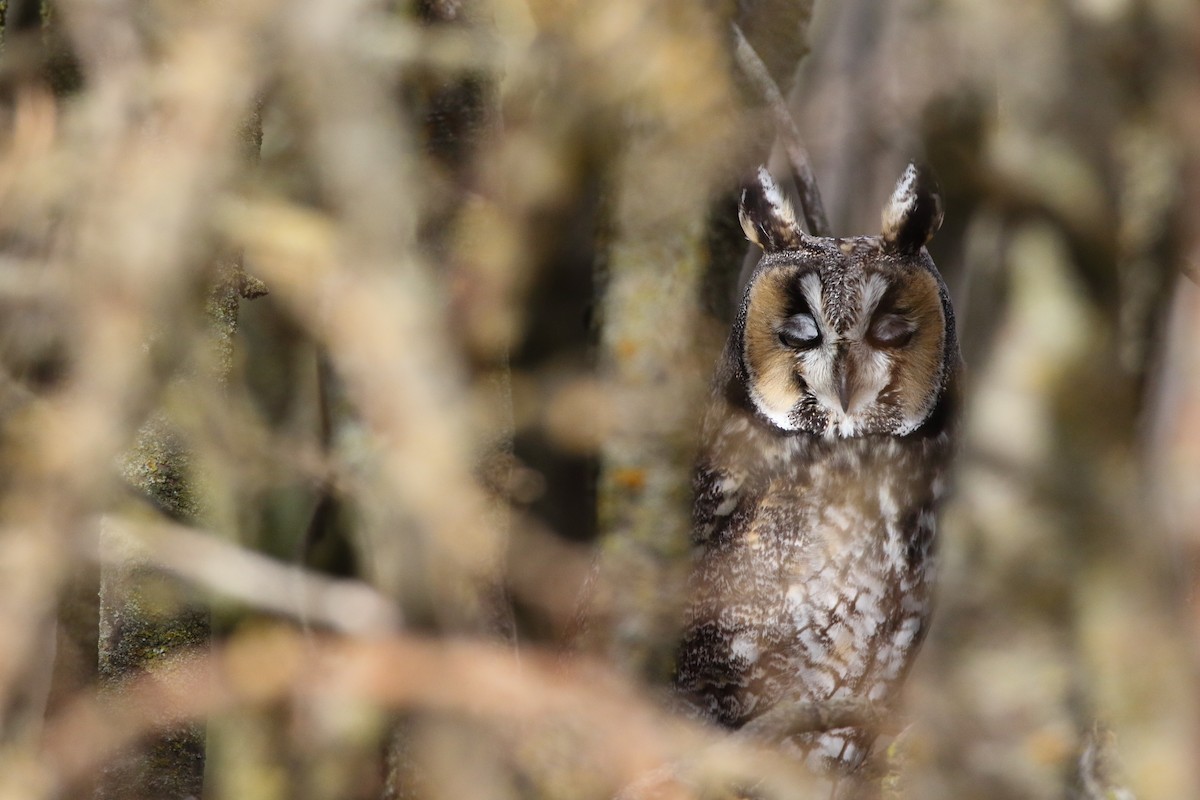 Long-eared Owl - ML556926531