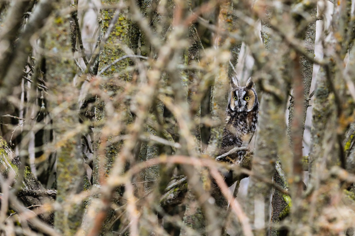 Long-eared Owl - ML556926551