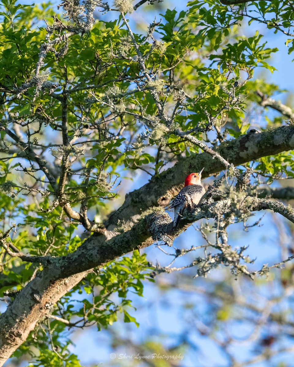Red-bellied Woodpecker - ML556926721