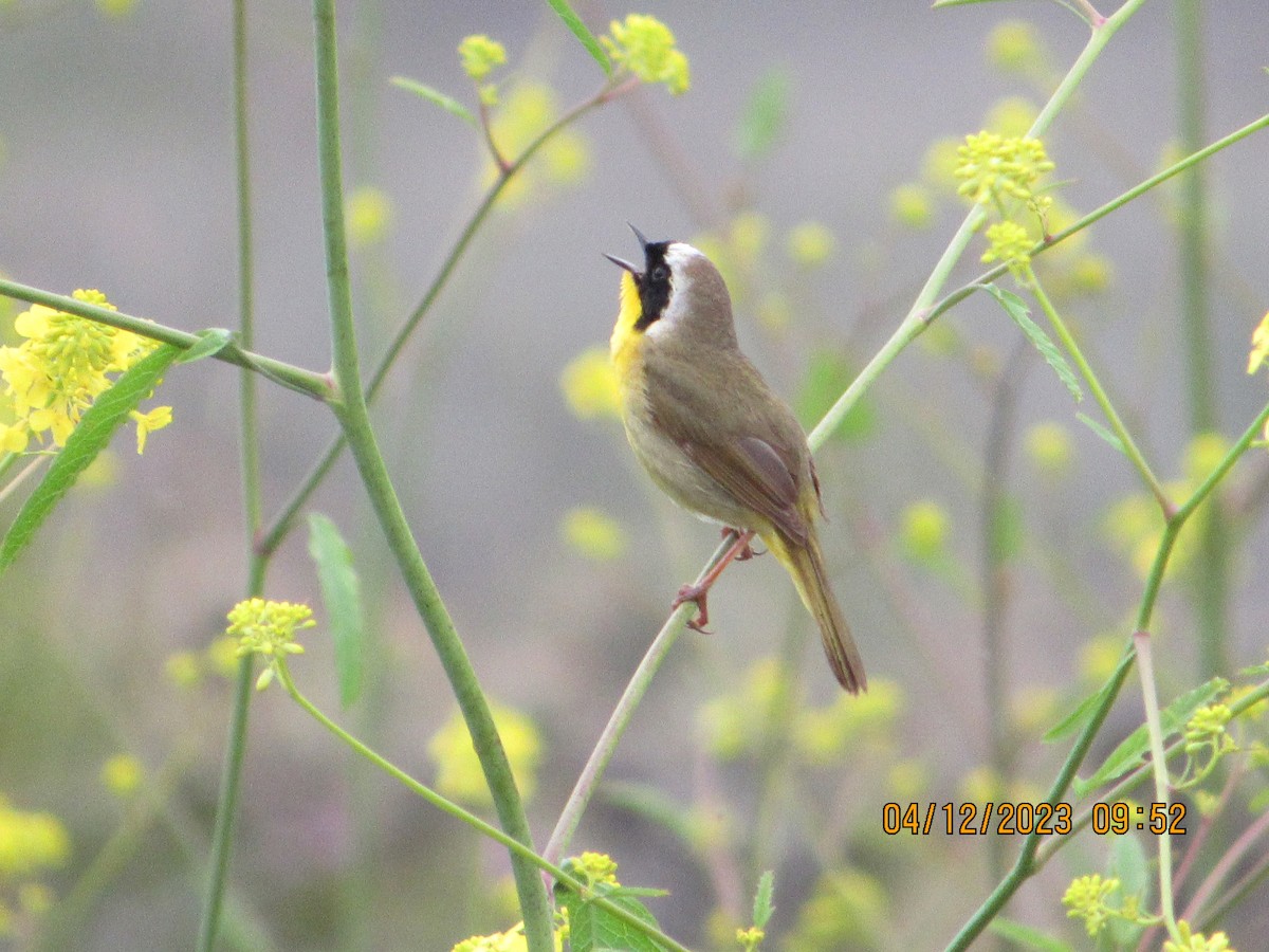 Common Yellowthroat - crdf bird