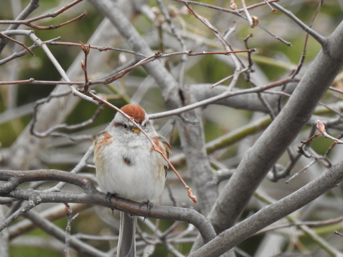 American Tree Sparrow - ML556927251