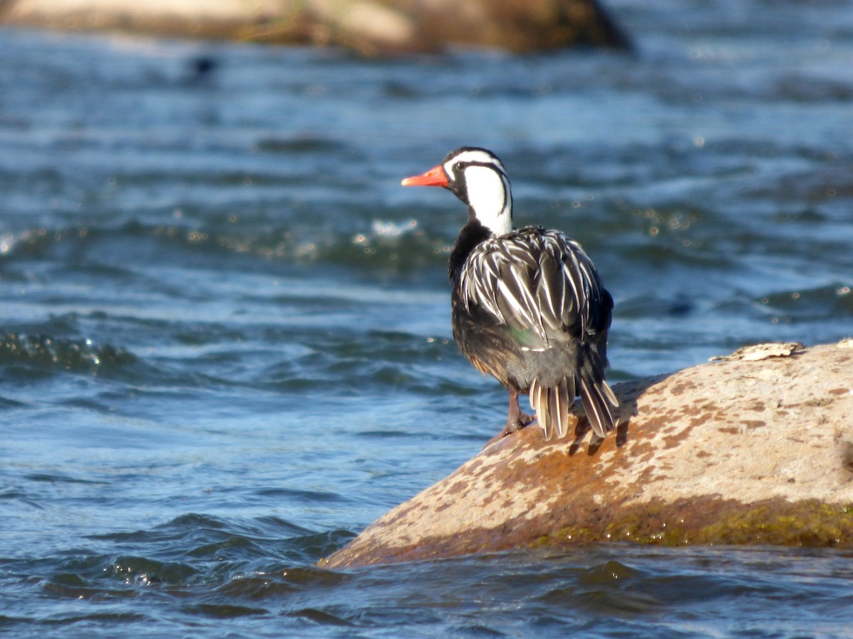 Torrent Duck - ML556928151