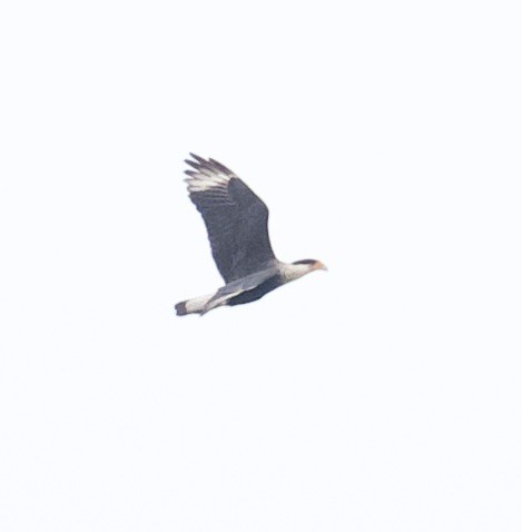 Crested Caracara - ML556928851