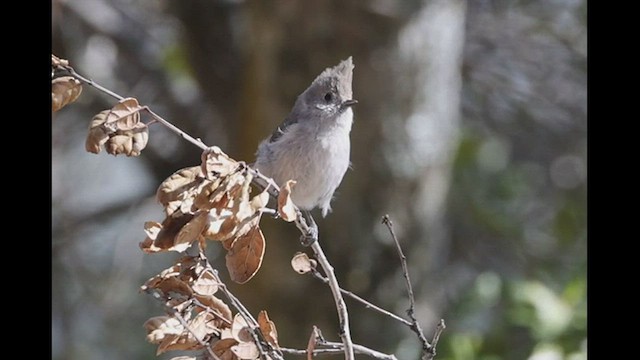 Oak Titmouse - ML556929101