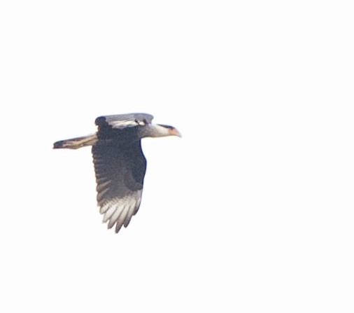 Crested Caracara - ML556929171