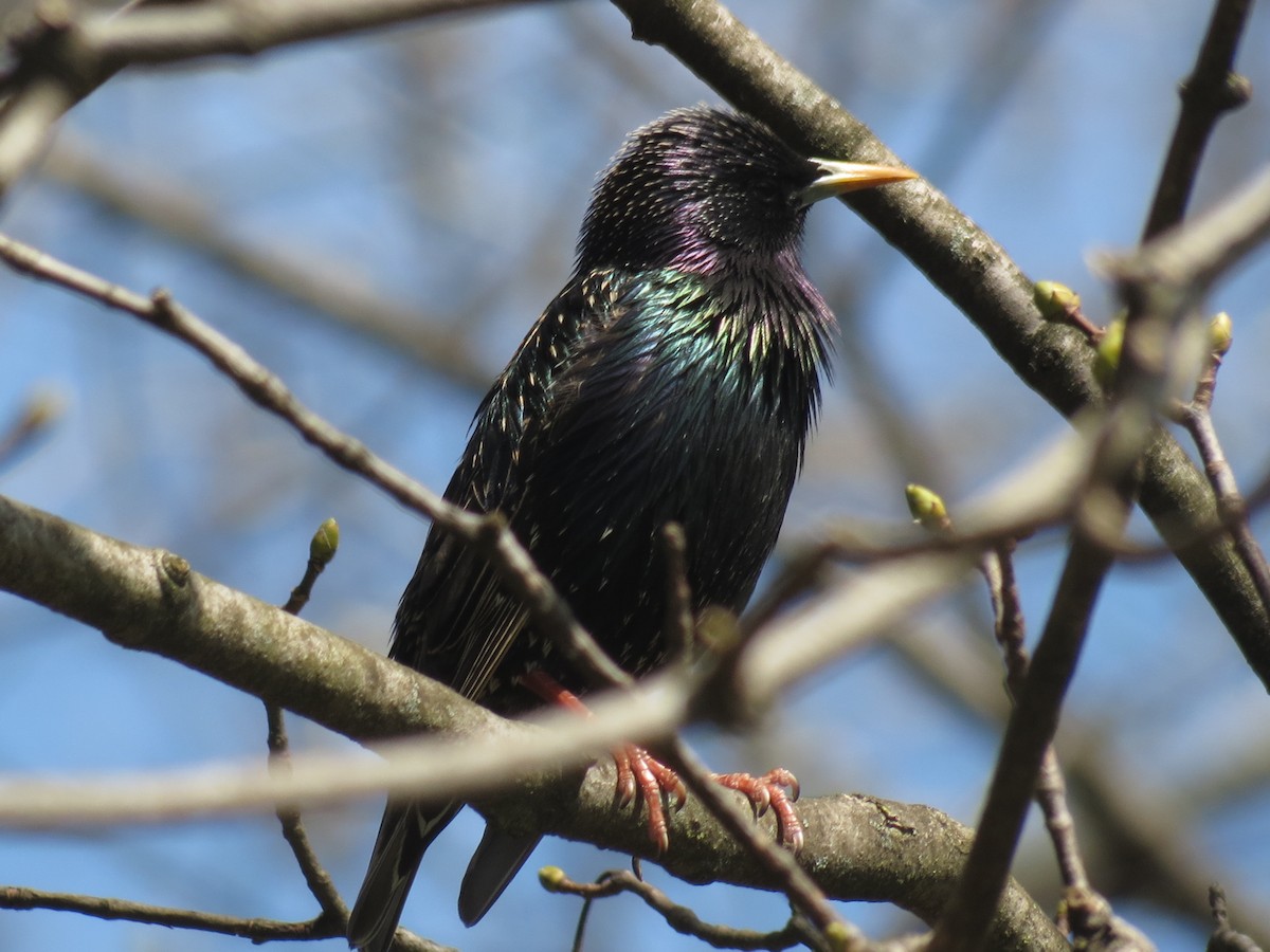 European Starling - ML556929631