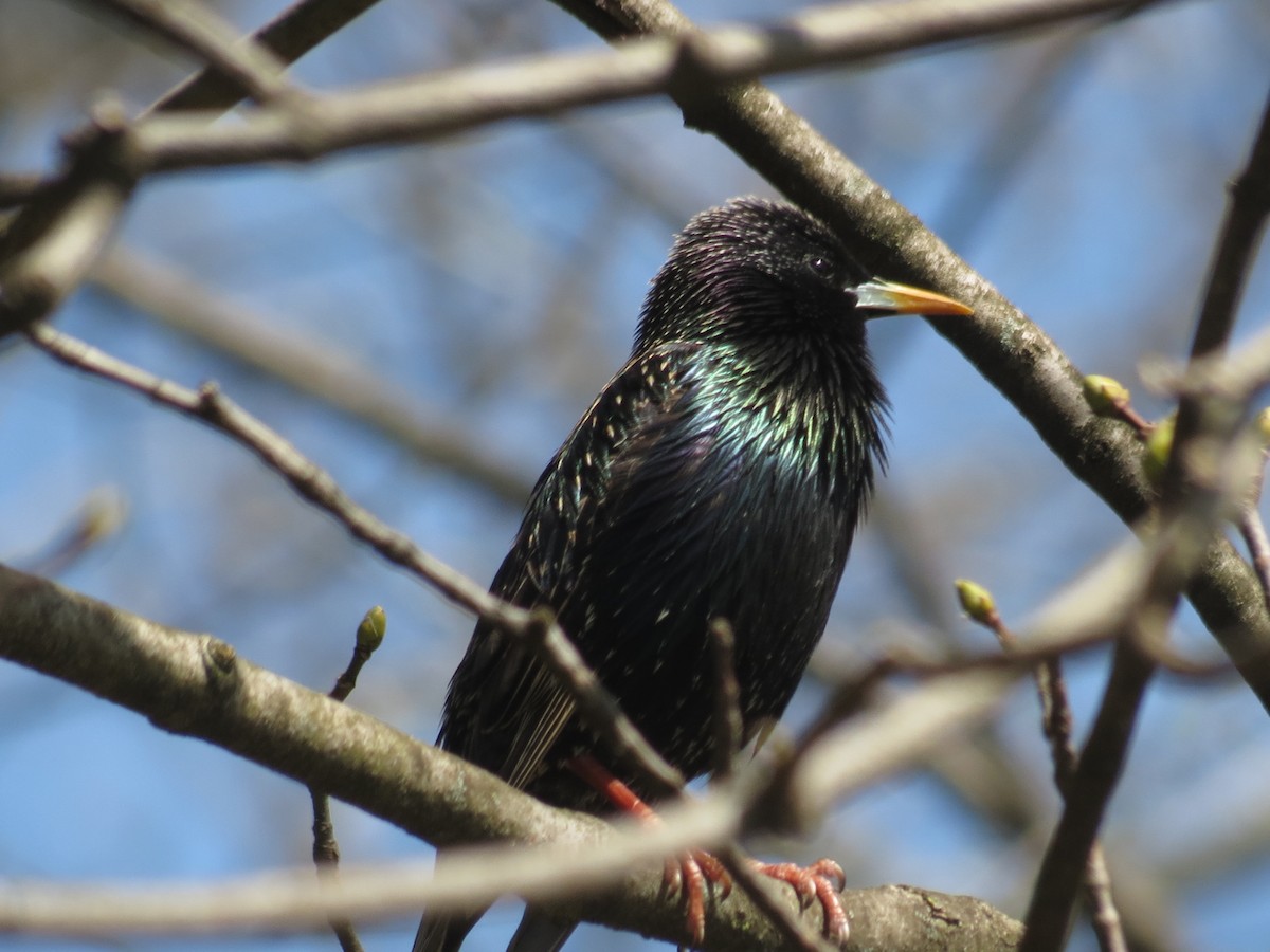 European Starling - ML556929641