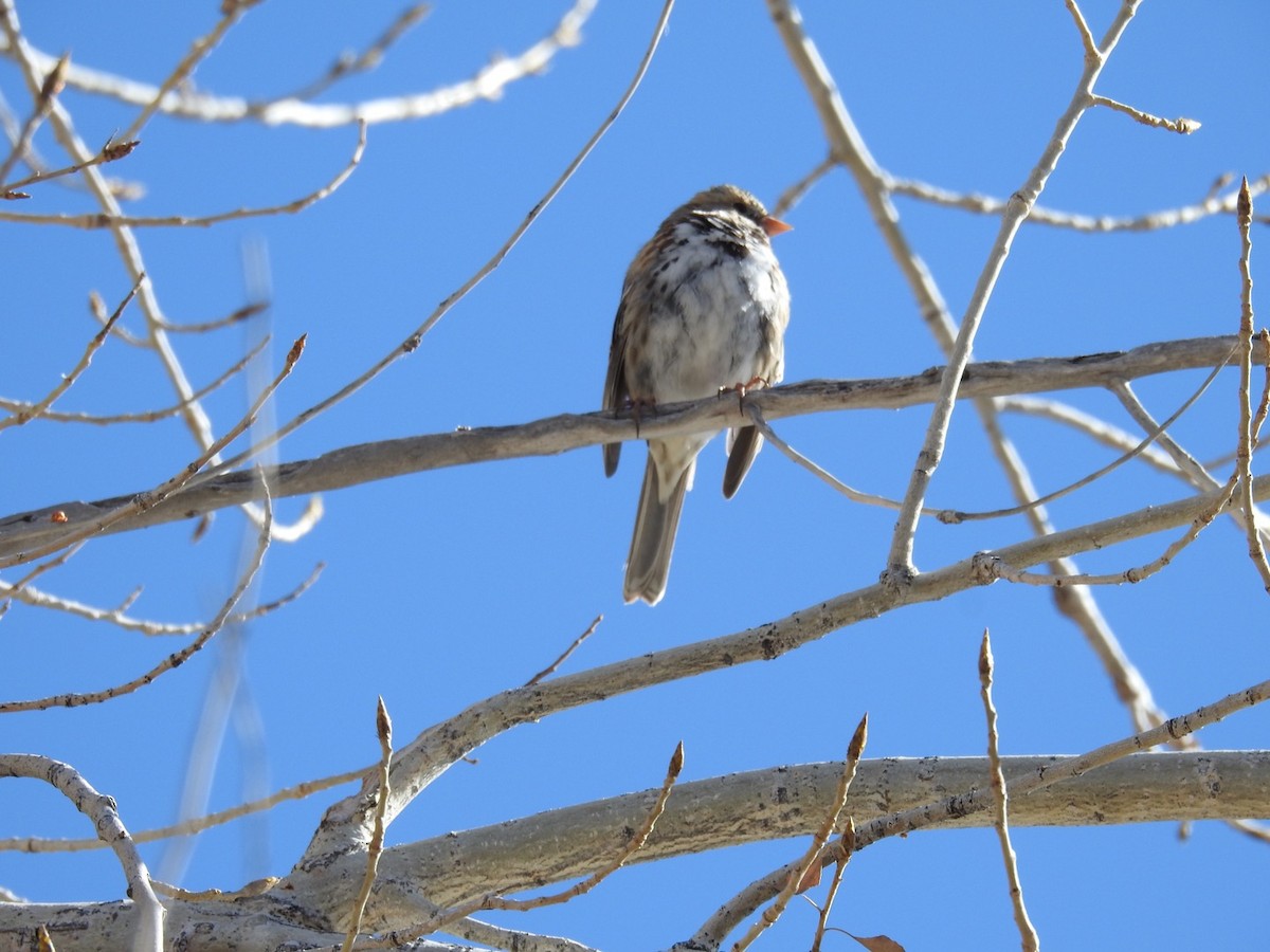 Harris's Sparrow - ML556929811