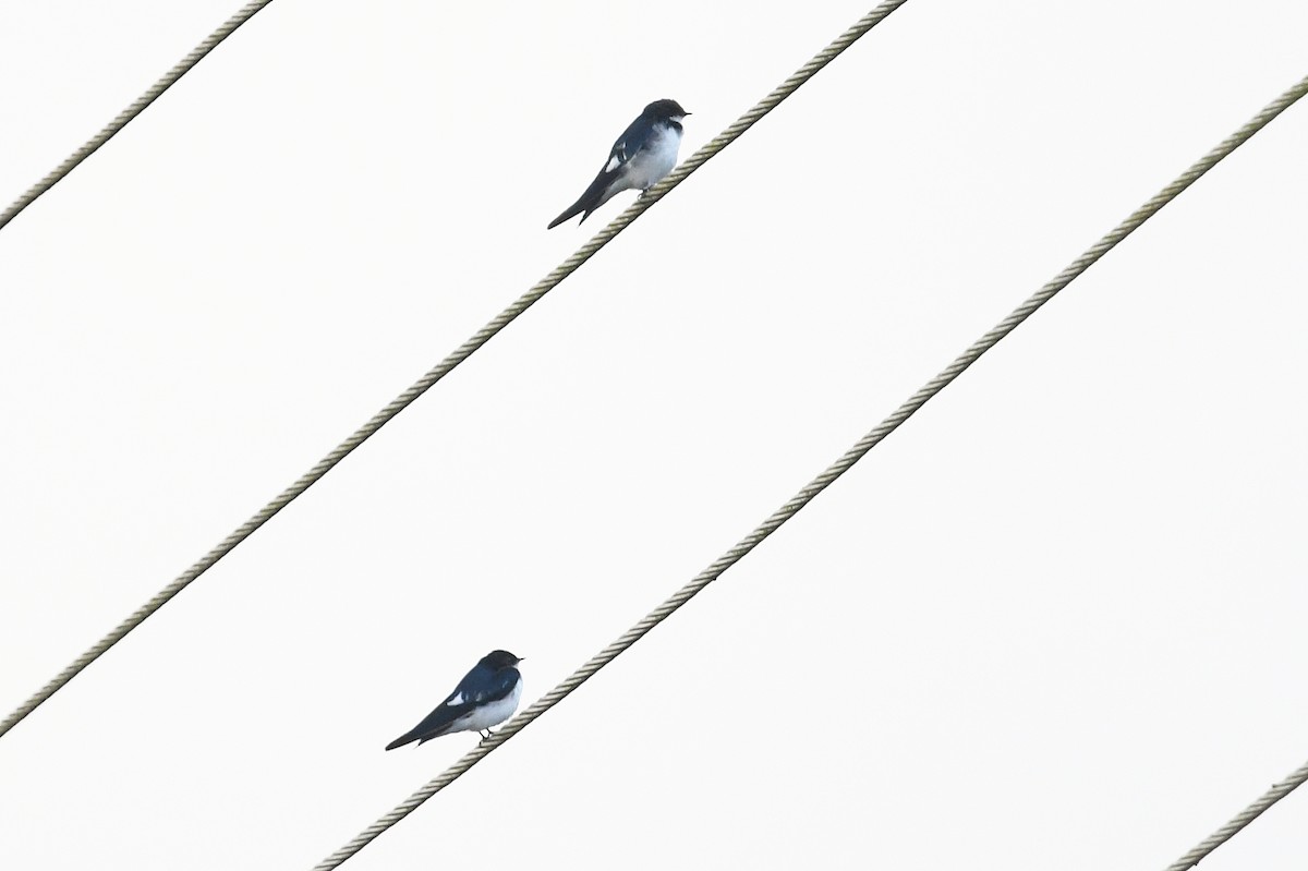 Pied-winged Swallow - ML556930241