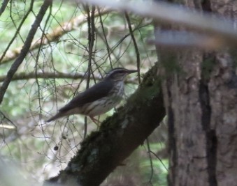Louisiana Waterthrush - ML556930321