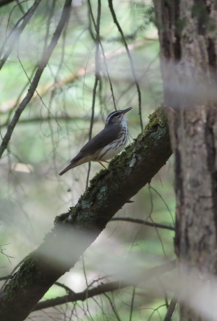 Louisiana Waterthrush - ML556930331