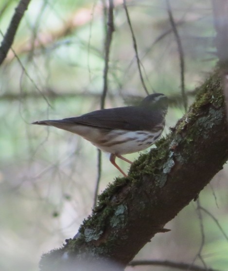 Louisiana Waterthrush - ML556930341