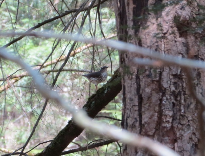 Louisiana Waterthrush - ML556930351