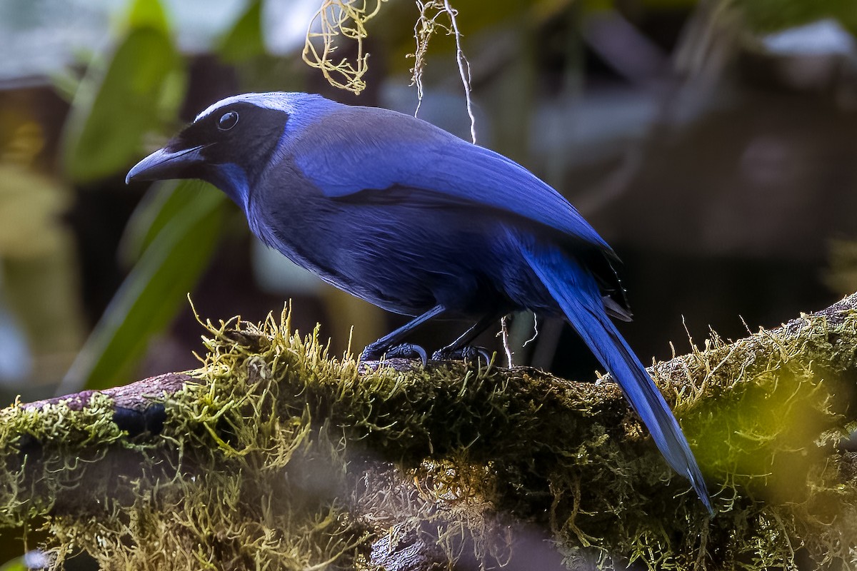 Beautiful Jay - ML556930991